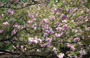 Spectacular! Full Bloom at Nanshan Botanical Garden in Chongqing