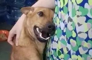 Warmth Brought Tears! Rescued Animals Embrace Their Lifesavers, All Creatures Possess Spirit