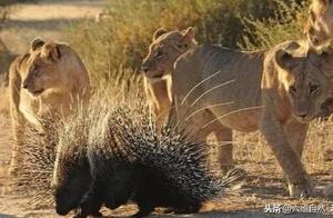 Lion Pride Assault on Hedgehog – A Funny Encounter: A Lion Shot Through the Nose by Hedgehog, Comrades Assist in Removing the Spike
