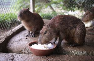 Three Giant Rats Appear in Vietnam, Weighing 100 Pounds, Eating Vegetables and Enjoying Swimming