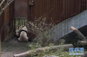 Copenhagen: Two Giant Pandas Meet for the First Time