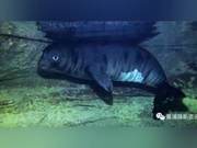 Real-time News: Three New Mediterranean Seal Members Added to Cyprus Population Last Year
