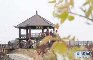 Yuncheng, Shanxi: Pear Blossom Blooms Attract Visitors