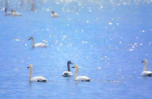 Drone Footage + Beautiful Pictures Take You to Admire Dezhou’s ‘Swan Lake’! The Jiazhi Yellow River Ancient Road Welcomes Over 200 White Geese