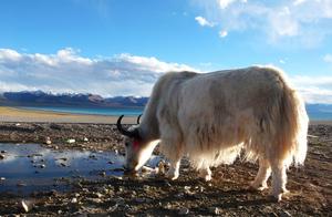 Highland Yak –