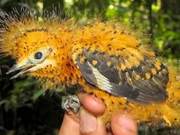 Spotting Animal Transformation Masters: The Last Animal Can Transform into Seventy-Two Forms
