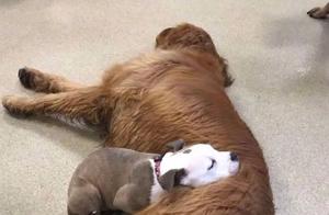 Daycare Dogs Sleeping Use Other Dogs as Pillows, Sorry, You Are All Tool Dogs