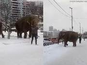 Escape from the Circus: Two Siberian Elephants Roam in the Snow