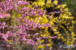 Qingdao Jiu He Lu Pocket Park: A Kaleidoscope of Colorful Flowers