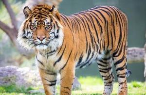 The Smallest Tiger is Still a Tiger: Sumatran Tiger, Only 1/3 the Size of a Siberian Tiger, with an Estimated Population of Just 400