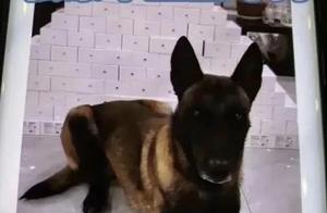 Ghibli Posts Lost Dog Appeal: Reward of 99,999 Yuan!