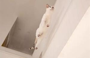 As a 24K Pure Cat Slave, Cat Leader's Space Cannot Be Ignored, Pet-Specific Doors on Every Door