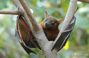 Are Bats Really Harmful to Humans? The Real Situation is: