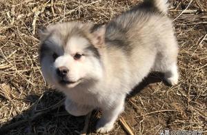 Netizen took an Alaskan out for a walk, played a bit on the ground and couldn't move, something was on its paws