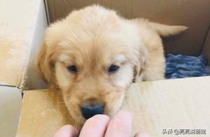 Netizen Bought a Golden Retriever, Unexpectedly It 'Didn't Come Out' from the Box