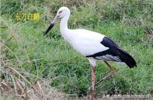 China has a total of 8 species of Storks, providing everyone with opportunities to appreciate and identify them.