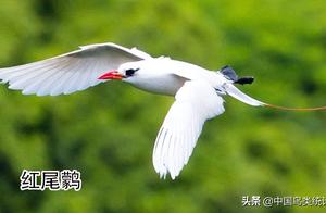 Currently, there are 3 species of Spoonbill in China, do you all know this bird?