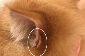 Don't Be Surprised, Cats Have 4 Ears, Because All Cats Have Auxiliary Ears