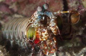 Peacock Mantis Shrimp's 'Relatives,' the Sea King's Hidden Weapon, a Stunning Technique