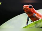 The Alluring Toxicity of ‘Poison Dart Frogs’: Their Venom Isn’t Self-Generated