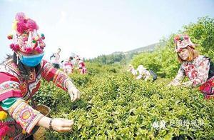 Yilian Fifth Ba Hong Tea Culture Tourism Festival Opens