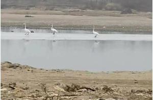 Rapid Temperature Rise, Swans and Geese Return Early to City's Habitat