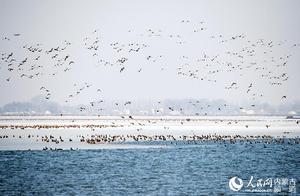 Inner Mongolia: Safeguarding the Homes of Migratory Birds
