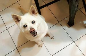 20-Year-Old Shiba Inu Dies After Hiding, Owner Cries: 'It Was Afraid We Would Be Sad'