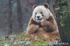 What are the Differences Between Giant Pandas and Qinling Pandas, Which Sichuan People Know About?
