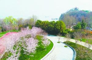 Announcement Regarding the Ordered Tourism of Muyan Binjiang Sakura Viewing Area