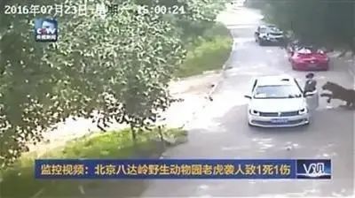 2016年7月23日,北京八达岭野生动物园东北虎园内,发生了一起老虎伤人