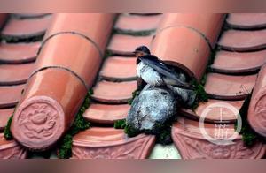 Upstream Records | Swallows Return to My Home - A Tribute to Bird Lovers