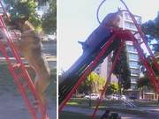 Cute Dog Climbs and Slides Down the Slide, Children Cheer: So Amazing!