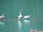 Picture News: Swans Foraging in the Yellow River near Huayuan Town, Xigou District, Lanzhou