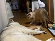 The cat suddenly punched the husky after waking up beside it!