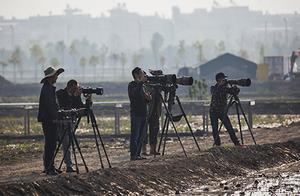 White-Backed Storks, White Herons, and Wattled Storks Have Arrived