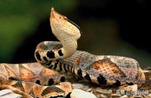 What species of viper is the most poisonous?