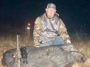 Giant 450-Pound Wild Boar Shot Close Range by Hunter, Robust and Showing Teeth