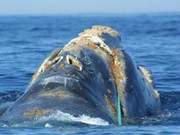 Canadian Government to Launch Protection Measures for North Atlantic Right Whales