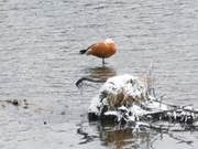 River Management Shows Effectiveness; Ducks Visit in Droves