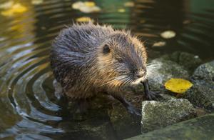 The Outstanding Beaver Engineer – Castor