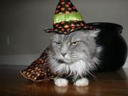 Quick Methods for Rapidly Effective Cat Ringworm Treatment
