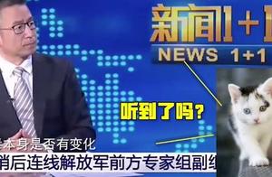 CCTV Cats Calling! 'Meow~' Suddenly Appears in News – Have You Noticed?