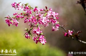 Hefei Camellias in Bloom, Come and Enjoy the Scenery
