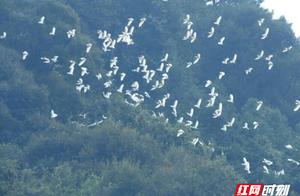 Number of Migratory Birds Passing Through Hunan's South Mountain National Park Sets Historic Record