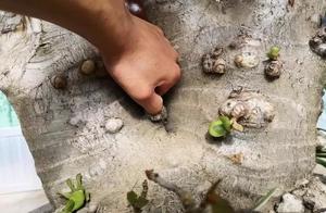 What Does a 50-Year-Old Jade Tree Look Like? With a Flower Volume of Thousands of Flowers, It's a True 'Jade Tree Flower'.