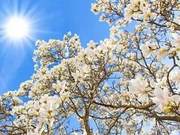 Learn to Align with Natural Essence