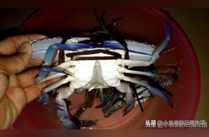Many people make a mistake in the first step when steaming flower crabs. Here’s how to steam flower crabs, resulting in tender, juicy, and sweet flavor.