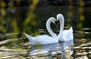 Handan, Hebei: Perfect Springtime, White Swans Playing in Tianhu Lake