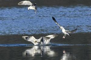 Blue Sky, Water Birds Dance in the Air